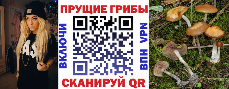 купить наркотики сайты  Приморско-Ахтарск  Псилоцибиновые грибы Cubensis 